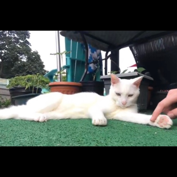 Meet your Posher, Lexie & Roxie The Cat - Picture 2 of 2